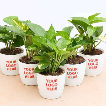 Jubail, Farm & Garden, SAR 1,  Corporate Gifts