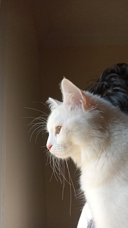 Al Bawadi, Pet Adoption, Persian Cat For Adoption