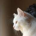 Persian Cat For Adoption