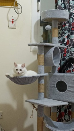 Al Bawadi, Pet Adoption, Persian Cat For Adoption