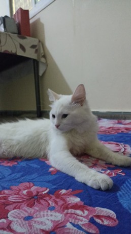 Al Bawadi, Pet Adoption, Persian Cat For Adoption
