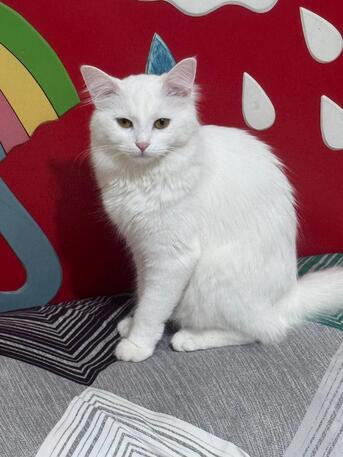 Al Bawadi, Pet Adoption, Persian Cat For Adoption
