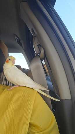 Jeddah, Pet Supplies, SAR 300,  COCKATIEL LUTINO