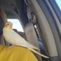SAR 300,  COCKATIEL LUTINO