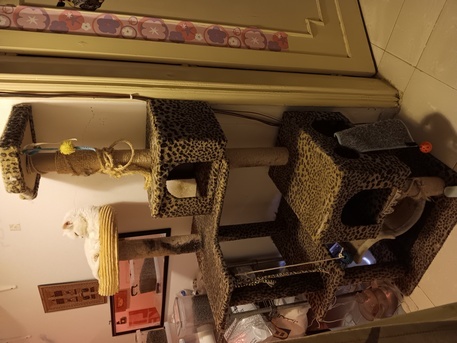 Jeddah, Pet Supplies, SAR 100,  Cat Tree Tall Tower