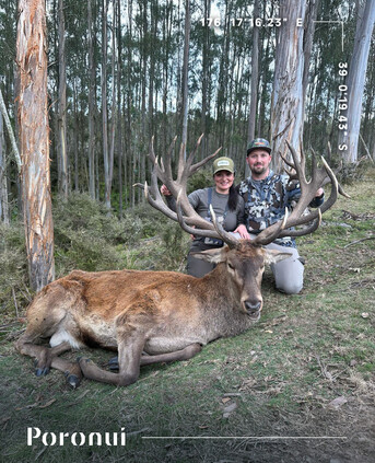 New York, Sporting Goods, Hunt The Rare Arapawa Ram In New Zealand | Poronui Wilderness Safari