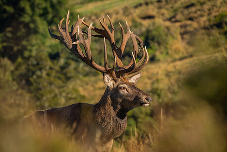 New York, Sporting Goods, Luxury NZ Red Stag Hunting At Poronui | Premium Trophy Deer Safari