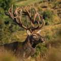 Luxury NZ Red Stag Hunting At Poronui | Premium Trophy Deer Safari