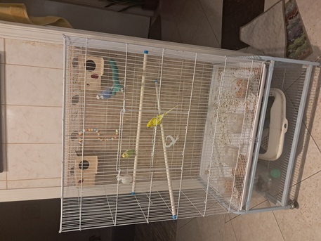 Riyadh, Pet Supplies, SAR 500,  Selling 4 Budgies With Big Cage