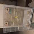SAR 500,  Selling 4 Budgies With Big Cage