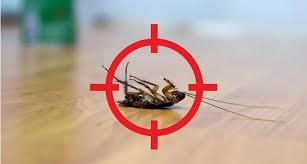 Dubai, Pest Control, Low Cost Warehouse Pest Control Dubai