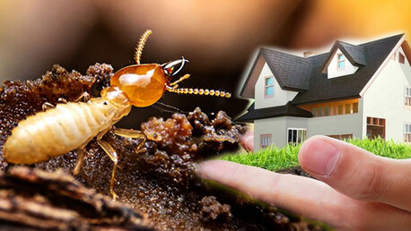 Dubai, Pest Control, Low Cost Warehouse Pest Control Dubai