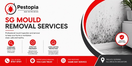 Singapore, Pest Control, SG Mould Removal Services