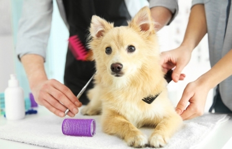 Hyderabad, Pet Sitting, Eliminate Pet Odors With Deep Health Grooming In HITEC City