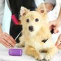 Eliminate Pet Odors With Deep Health Grooming In HITEC City