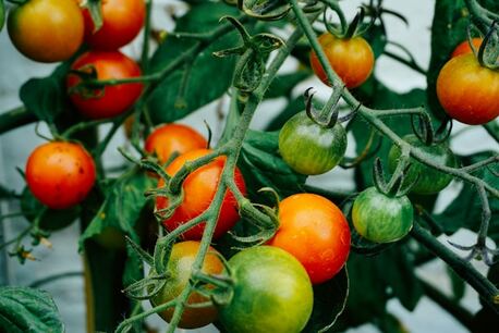 Mumbai, Farm/Garden, Fresh And Organic Vegetable Garden Plants For Home Gardening