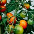 Fresh And Organic Vegetable Garden Plants For Home Gardening