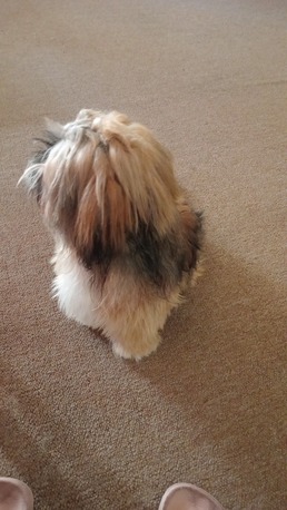 Salmaniya, Pet Supplies, BHD 60,  Shih Tzu Puppy