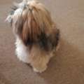 BHD 60,  Shih Tzu Puppy