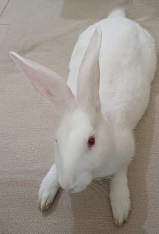 Riffa, Pet Supplies, BHD 4,  Rabbit (Male) For Sale 5months Old