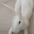 BHD 4,  Rabbit (Male) For Sale 5months Old