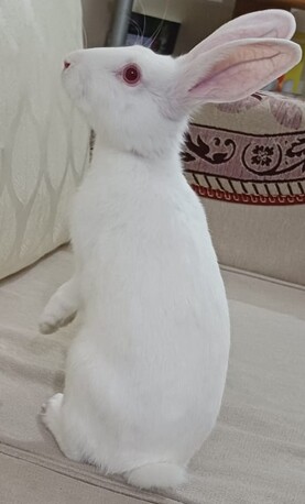 Riffa, Pet Supplies, BHD 4,  Rabbit (Male) For Sale 5months Old