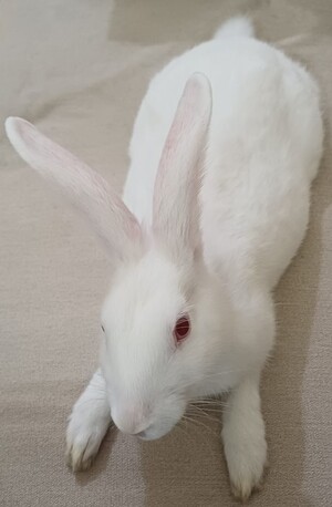 Riffa, Pet Supplies, BHD 4,  Rabbit (Male) For Sale 5months Old