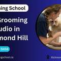 Pet Grooming Studio In Richmond Hill | Grooming School