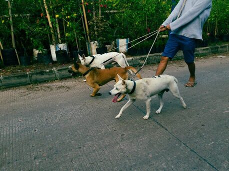 Hyderabad, Pet Sitting, Dog Walkers In Hyderabad
