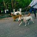 Dog Walkers In Hyderabad