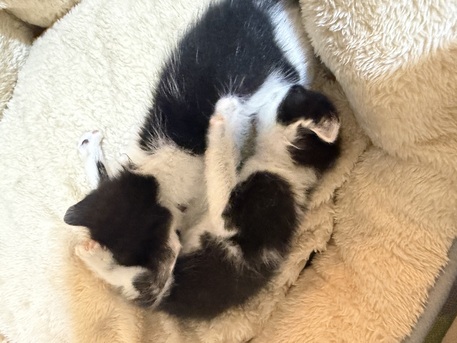 Riyadh, Free Items, Kittens