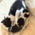 Kittens