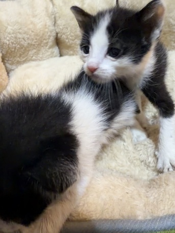 Riyadh, Free Items, Kittens