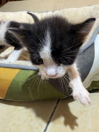 Riyadh, Free Items, Kittens