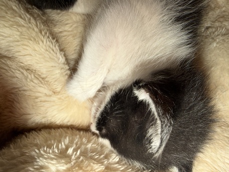 Riyadh, Free Items, Kittens