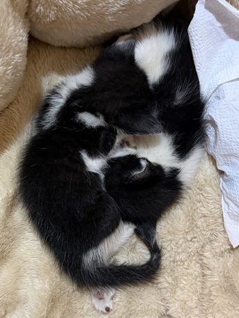 Riyadh, Free Items, Kittens