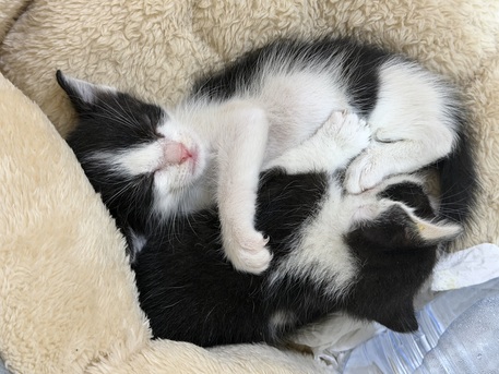 Riyadh, Free Items, Kittens