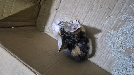 Manama, Pet Supplies, 3 Week Old Rescue Kitten For Adoption