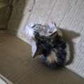 3 Week Old Rescue Kitten For Adoption
