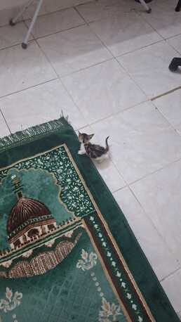 Manama, Pet Supplies, 3 Week Old Rescue Kitten For Adoption