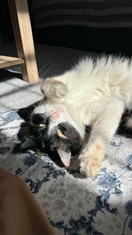 Riyadh, Pet Adoption, Calico Cat For Adotpion For Free With Food And Litter
