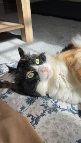 Riyadh, Pet Adoption, Calico Cat For Adotpion For Free With Food And Litter
