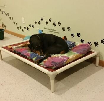 New York, Pet Sitting, Treat Your Pup To A 5-Star Stay At Ruffin Inn!
