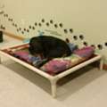 Treat Your Pup To A 5-Star Stay At Ruffin Inn!