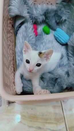 Khobar, Pet Supplies, Cats/kittens Are Available For Adoption For Free