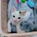 Cats/kittens Are Available For Adoption For Free