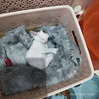 Khobar, Pet Supplies, Cats/kittens Are Available For Adoption For Free