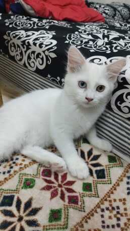 Khobar, Free Items, Cats/kitten Available For Free