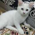 Cats/kitten Available For Free