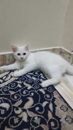 Khobar, Free Items, Cats/kitten Available For Free